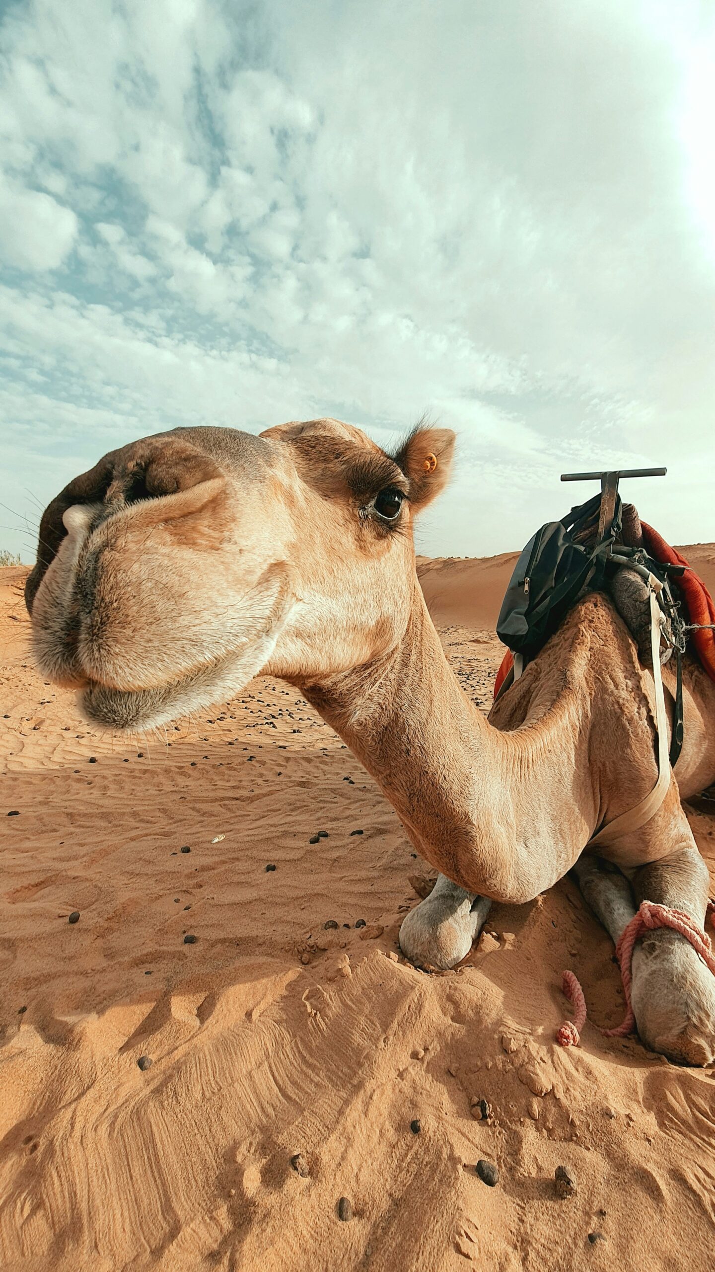 Camel riding in the Sahara